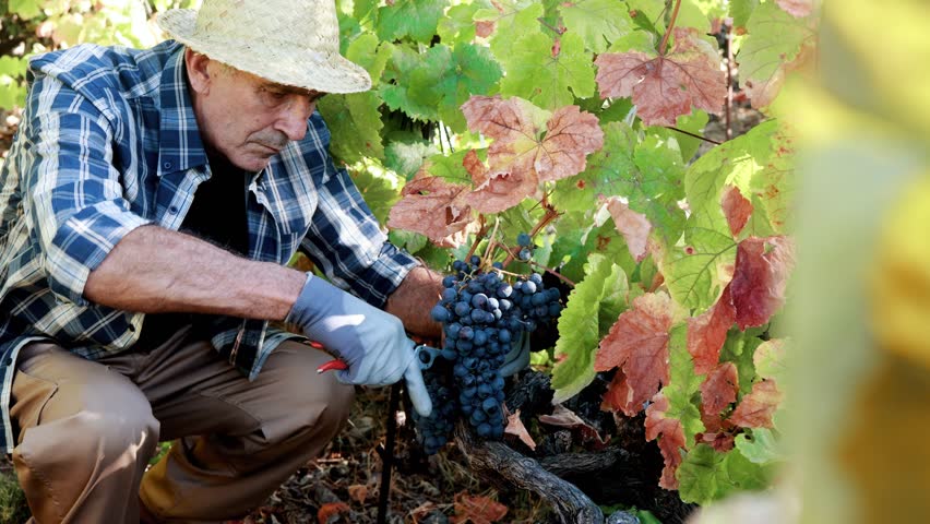 Grapes agriculture, Food business. Farmer man harvesting fruits for wine production at vineyard countryside farm