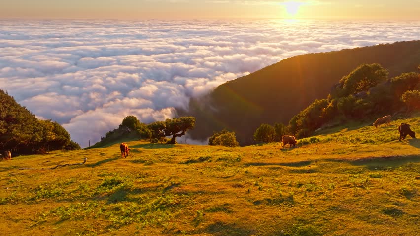 Aerial view of sunrise above clouds and green hills with cows grazing at Fanal mountain, Madeira island, Portugal. Slide trucking shot