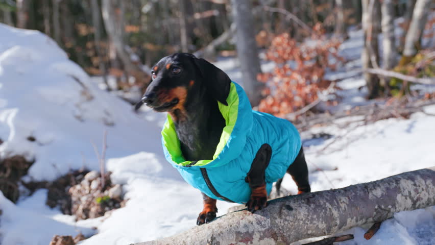 Impatient dachshund dog in blue bright vest, stands on tree trunk in snowy forest, barks with impatience, cold is dissatisfied with weather, frost on walk Active recreation in park with a pet, hiking