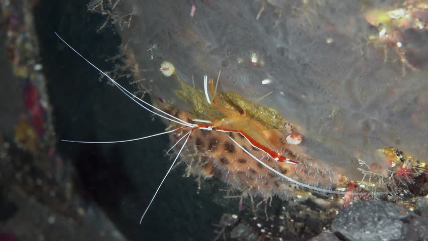 A brightly colored cleaner shrimp with long whiskers sits on a sea sponge. Hump-back cleaner shrimp (Lysmata amboinensis) 3 cm ID: orange, central white stripe, bordered by two red stripes.