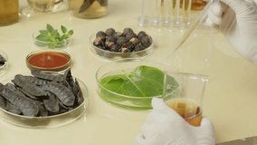 Close-up footage shows a scientist at work, spilling a solution into a petri dish with green leaves adjacent to glass containers holding soapberry, soapnut, holy basil, and soapberry essential oil. - Powered by Shutterstock - Get 15% off with code: PIKWIZARD15