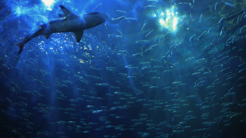 Sharks swim in a circle, School Of Fish. Underwater view