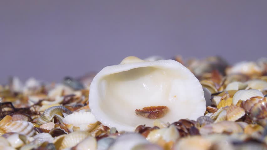 The conditions of Venus