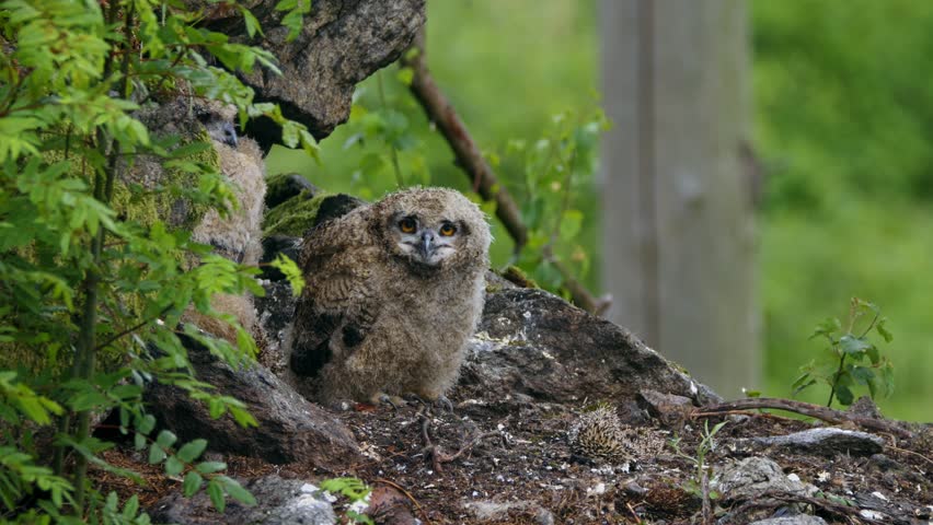 Eurasian eagle owl (Bubo bubo) chicks, baby owlets in the nest