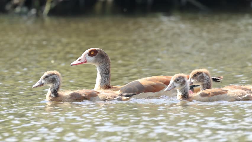 Egyptian goose chicks swimming on the lake, Egyptian goose family in the pond, Egyptian goose parents with chicks, goslings in the lake