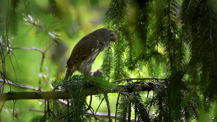 Eurasian pygmy owl (Glaucidium passerinum) with prey, feeding on a bird