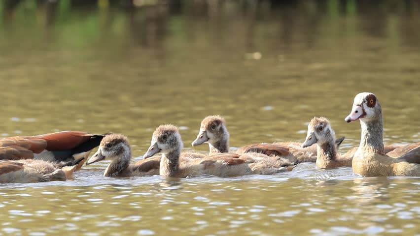 Egyptian goose chicks swimming on the lake, Egyptian goose family in the pond, Egyptian goose parents with chicks, goslings in the lake