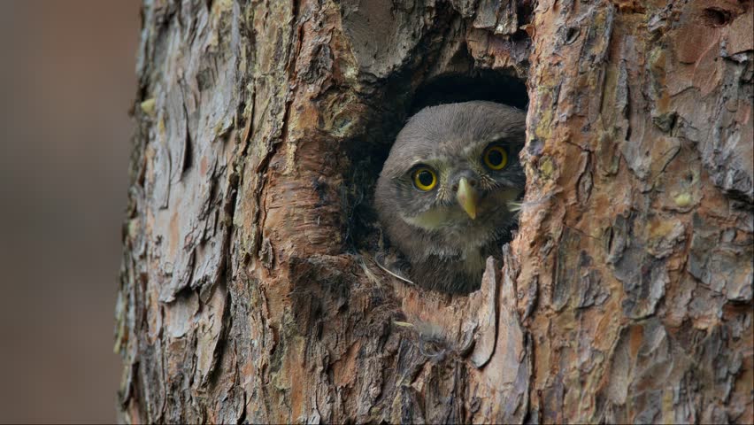 Baby Eurasian pygmy owl (Glaucidium passerinum), chick looking out of tree hole