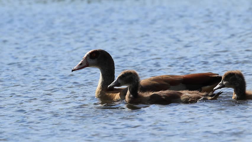 Egyptian geese swimming on the lake, Egyptian goose family in the pond, Egyptian goose parents with chicks, goslings