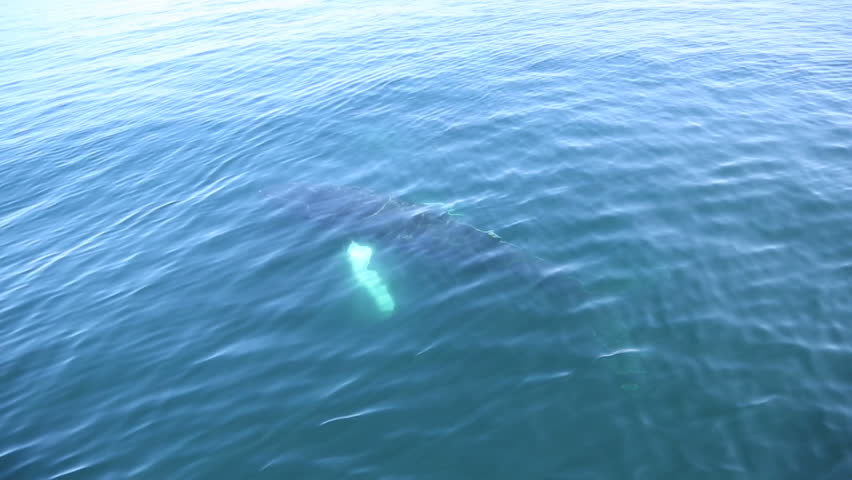 Very close view of humpback whales in open sea