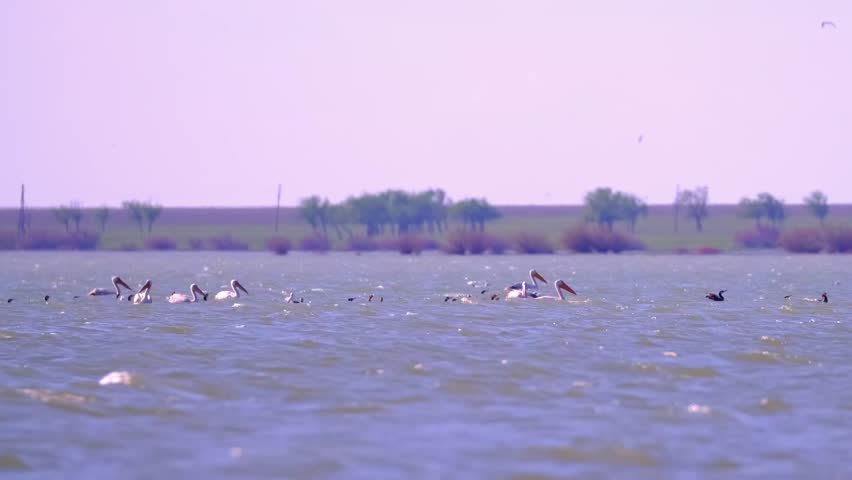 A flock of waterfowl, pelicans and cormorants, takes off over the lake. Flying birds in the blue sky. Waterfowl at the nesting site.