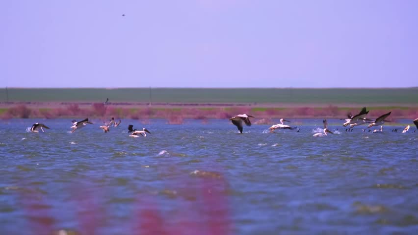 A flock of waterfowl, pelicans and cormorants, takes off over the lake. Flying birds in the blue sky. Waterfowl at the nesting site.