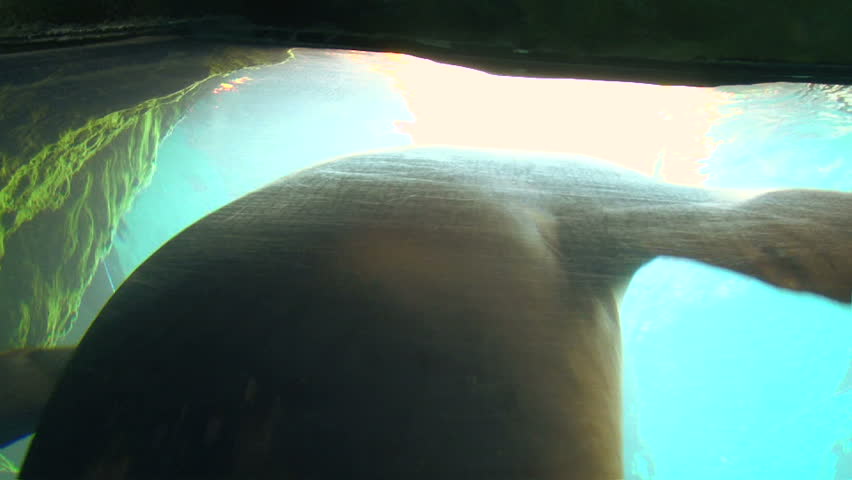 Underwater clip of large seal swimming up to camera lens and swims away.