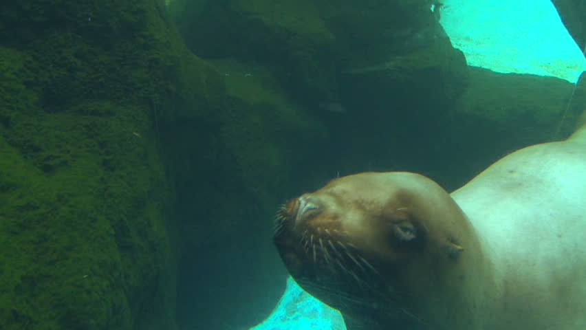 Underwater clip of large seal swimming up to camera lens and swims away.