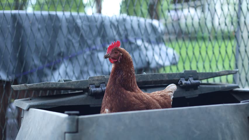 Brown hens in their pen Gallus gallus domesticus, from pecking to jumping and running. Captured in vibrant 4K, watch their natural movements and curious behaviors in detail