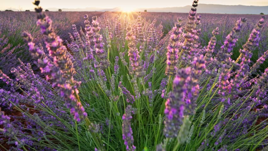 Sunset Over Vibrant Lavender Field in Provence, France. Lavender Blooms in the Warm Morning Light. Gimbal shot of Endless Lavender Purple Flowers