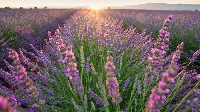 Sunset Over Vibrant Lavender Field in Provence, France. Lavender Blooms in the Warm Morning Light. Gimbal shot of Endless Lavender Purple Flowers