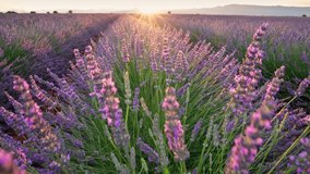 Sunset Over Vibrant Lavender Field in Provence, France. Lavender Blooms in the Warm Morning Light. Gimbal shot of Endless Lavender Purple Flowers - Powered by Shutterstock - Get 15% off with code: PIKWIZARD15