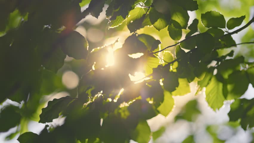 Sunlight Streaming Through Vibrant Green Leaves Swaying Gently in Warm Breeze on Sunny Day. Sunlight Shines Through Leaves on Tree Branch at sunset