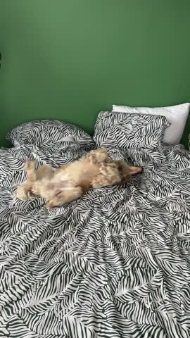 Dog playfully rolling onto its side in a cozy bed, capturing a joyful and relaxed moment. Vertical video