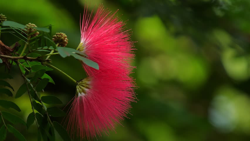 Vibrant red mimosa flower in full bloom surrounded by lush green leaves. Nature and Beauty.