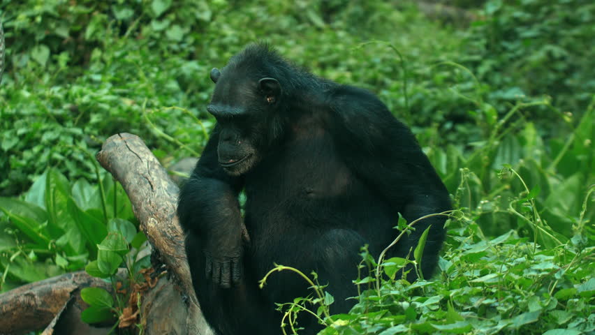 Chimpanzee sitting on branch in lush green forest, natural wildlife habitat. Wildlife and Nature