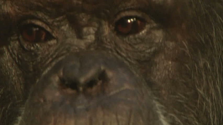 Close up of the eyes of an elder chimpanzee.
