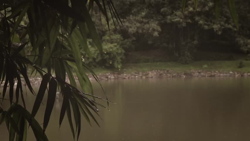 Dancing in the breeze, the tree leaves create a mesmerizing symphony against the serene pond backdrop.
