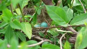 Blue eggs seen in a nest between luscious honeysuckle - Powered by Shutterstock - Get 15% off with code: PIKWIZARD15