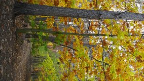 VERTICAL VIDEO, Forest on the road in autumn on a foggy morning, colorful leaves - Powered by Shutterstock - Get 15% off with code: PIKWIZARD15