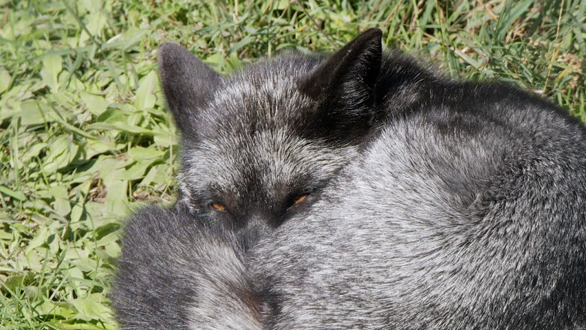 Silver fox napping curled into a ball opens eyes to look at camera