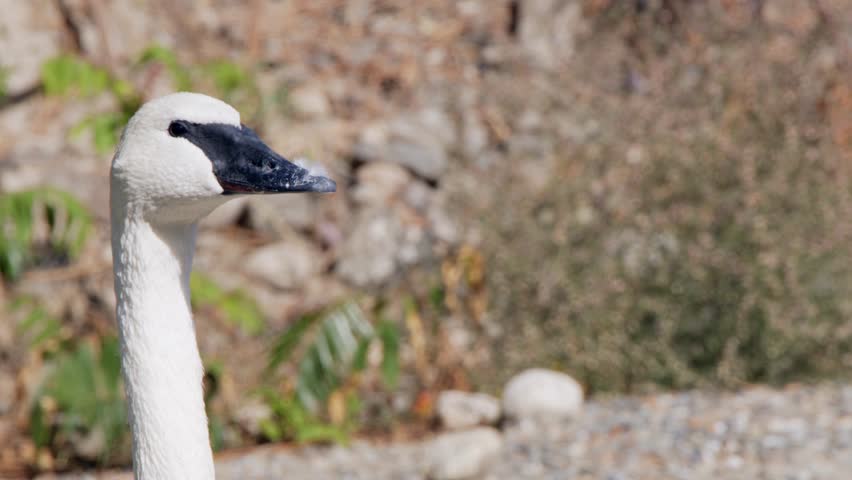 Head and neck of Trumpeter swan face and beak, closeup with copy space