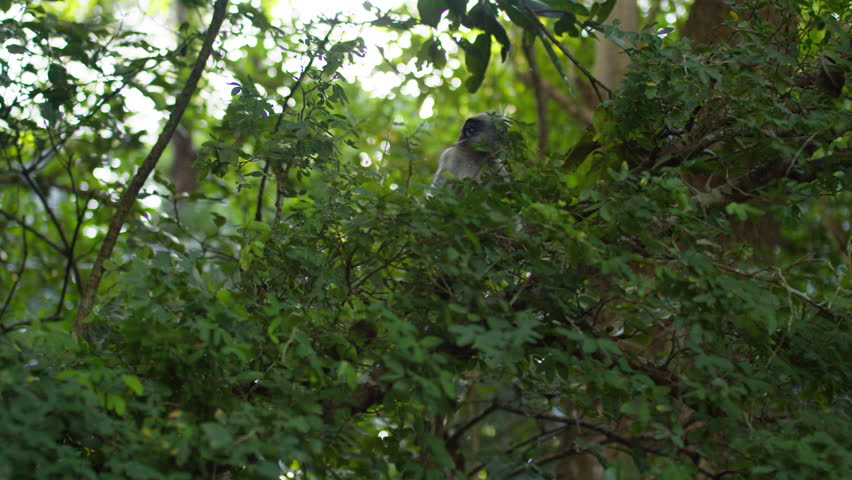 Zanzibar Red Colobus monkey climbs over tree branches in mangroves tropical forest, Jozani Forest natural reserve park.