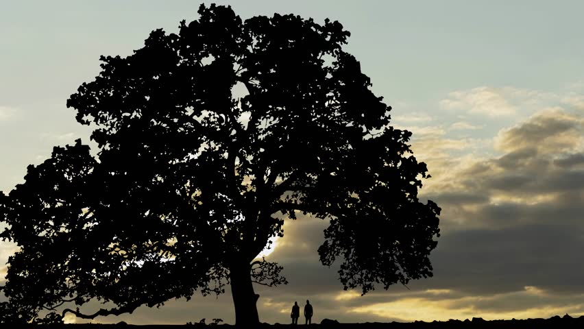 Tree Landscape Silhouette Plant Branches Nature, Beneath the hues of a colorful evening sky
