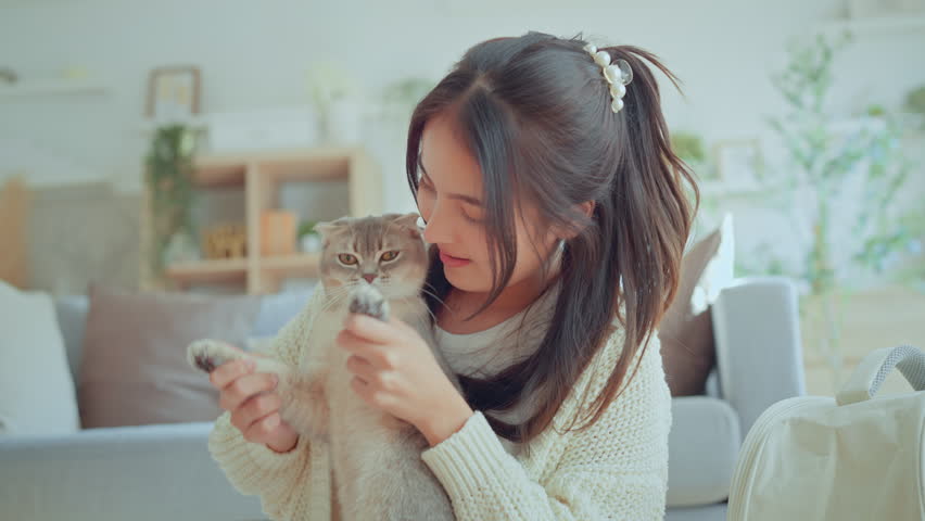 Happy Asian woman playing Scottish fold cat on sofa in living room, Happy domestic animals at home, Cat and owner together, best friends. Love for animals