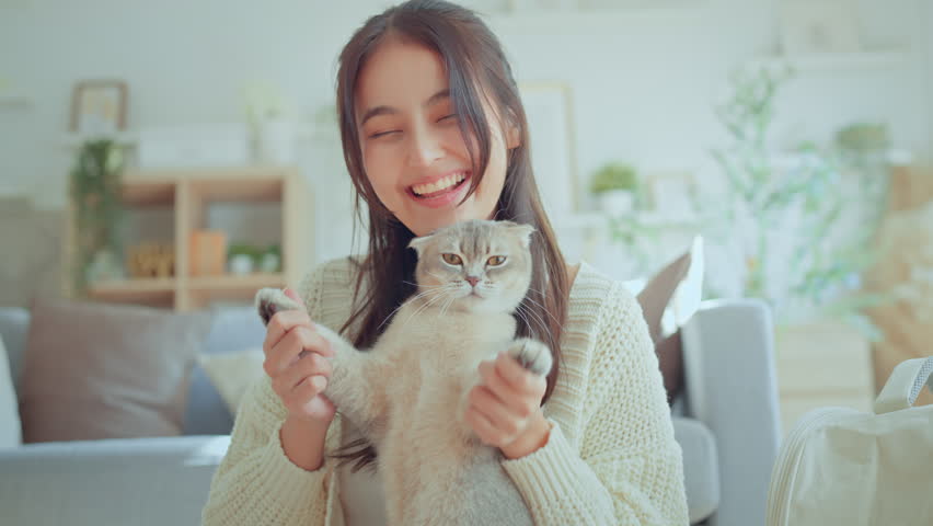 Happy Asian woman playing Scottish fold cat on sofa in living room, Happy domestic animals at home, Cat and owner together, best friends. Love for animals