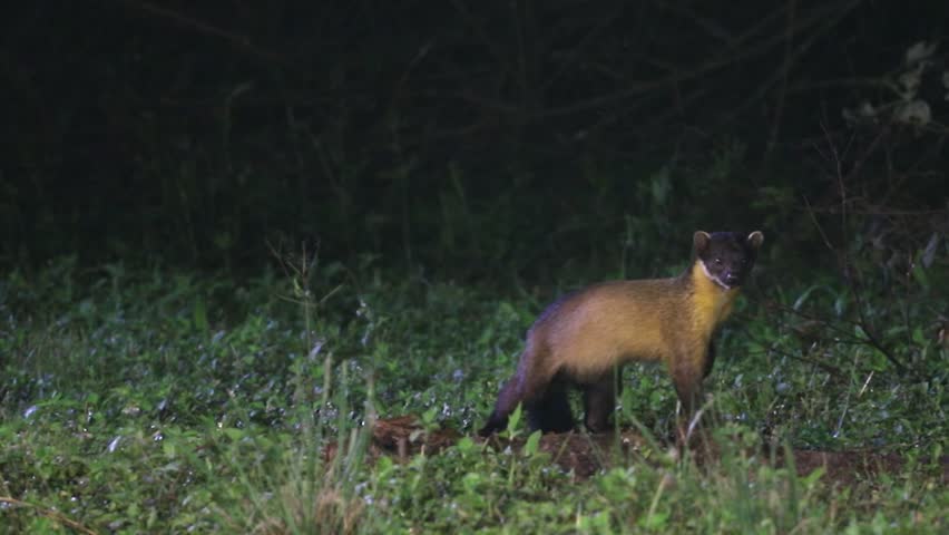 Yellow-throated marten (Martes flavigula) in nature