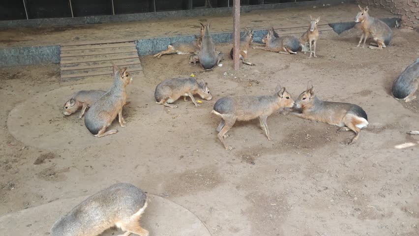 A large group of Patagonian maras relaxing on the ground inside a zoo enclosure. The animals are spread out across the dirt floor.