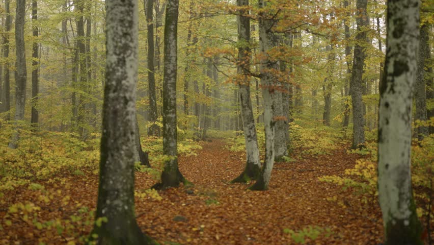 Deciduous trees showcase brilliant yellow and orange hues in Norway.