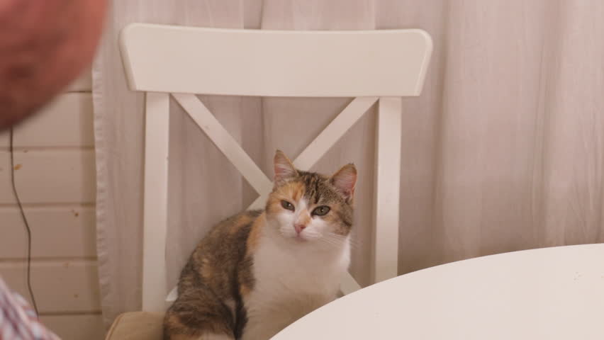tricolour cat sits on kitchen chair