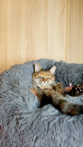 A tabby cat with a reddish color lies in a large soft plush pet bed on its back dozing and waving its tail. Seamless looped vertical video
