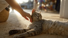 Hand gently petting a relaxed cat lying on the ground outdoors during sunset with colorful background - Powered by Shutterstock - Get 15% off with code: PIKWIZARD15