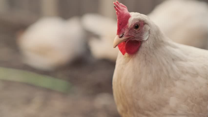 A close-up view of a white hen near a chicken coop during golden hour in a rural backyard setting