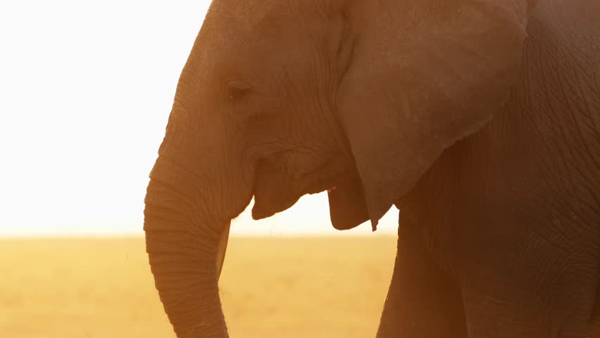 Backlit one-tusked elephant grazing at golden hour in Amboseli. 4K 60fps.