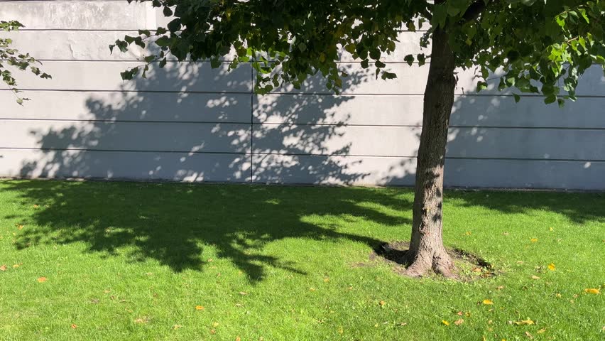 A tree is in the foreground of a grassy area. The tree casts a shadow on the ground