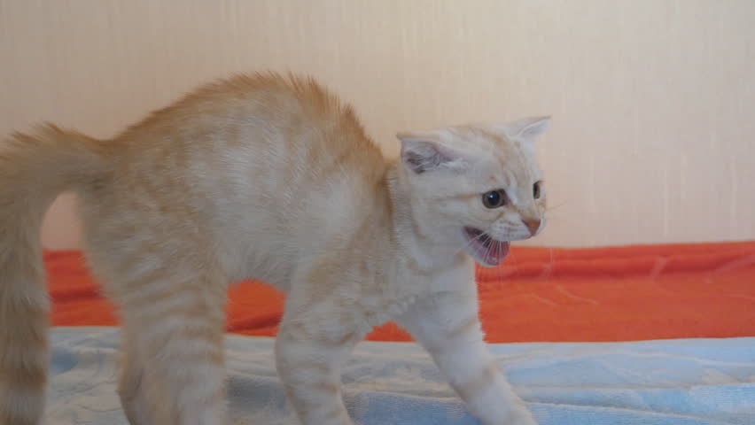 Beautiful aggressive red cat with his eyes wide open hisses, getting ready to attack. Animal shows instinct for self-preservation. Slow motion Close up