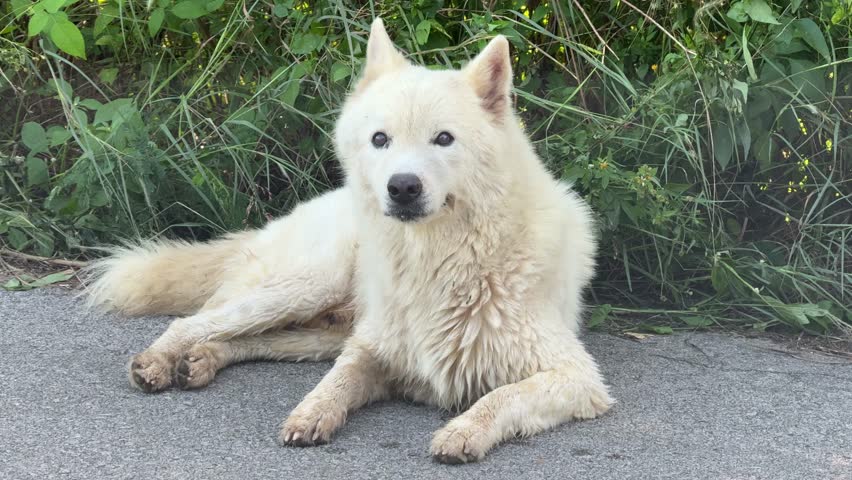 A white dog is resting.