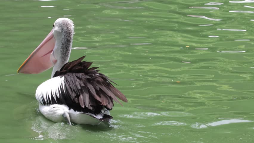 Pelican Timor or Pelecanus Conspicillatus or Australian Pelican in a zoo, a group of pelicans swimming around looking for food with their friends