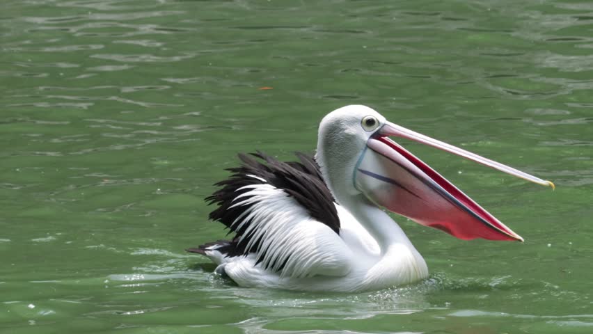 Pelican Timor or Pelecanus Conspicillatus or Australian Pelican in a zoo, a group of pelicans swimming around looking for food with their friends