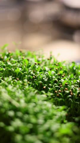 chef preparing salmon fish soup in restaurant.tomatoes rolling on kitchen counter.many spices in containers.hand in gloves cutting with knife onion and celery. boiling water on stove with ingredients.
